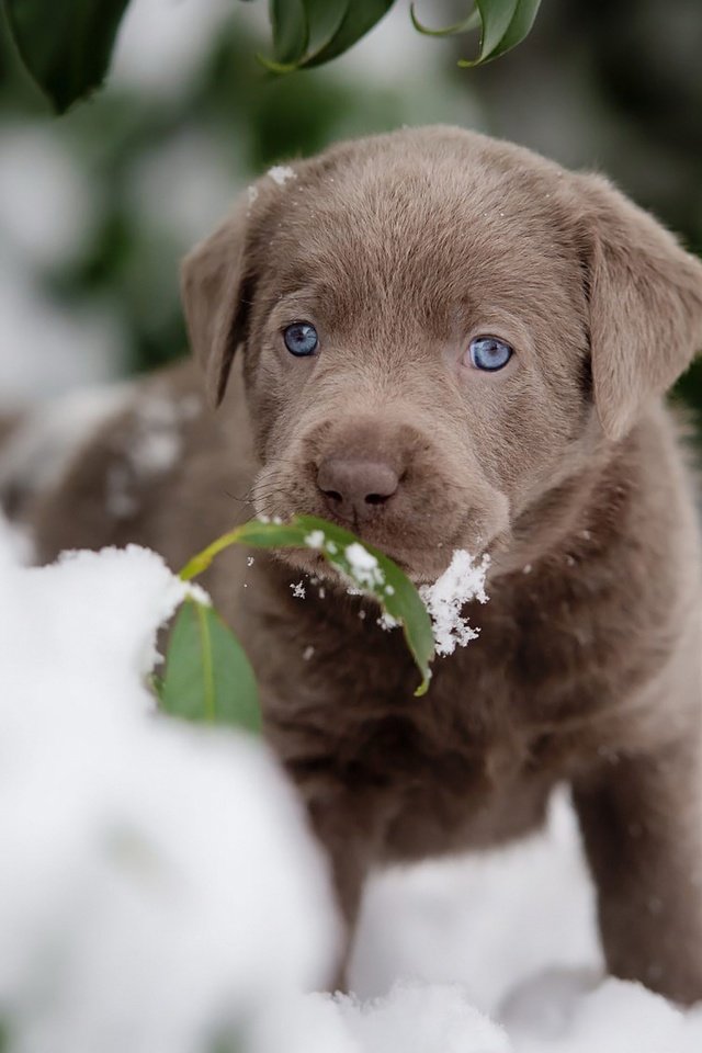Обои снег, листья, мордочка, собака, щенок, лабрадор-ретривер, snow, leaves, muzzle, dog, puppy, labrador retriever разрешение 2048x1152 Загрузить