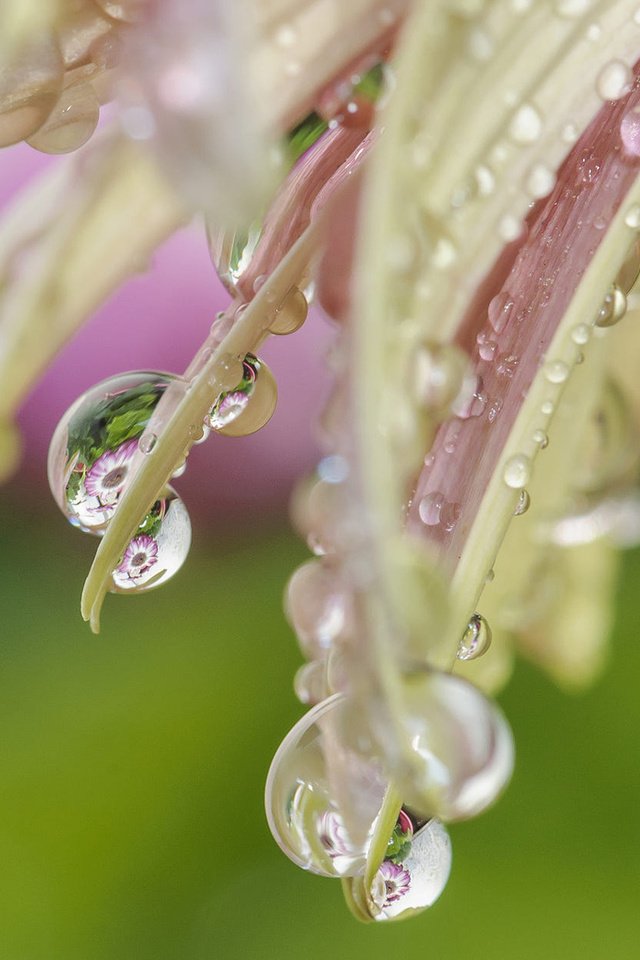 Обои макро, цветок, капли, лепестки, macro, flower, drops, petals разрешение 1920x1200 Загрузить