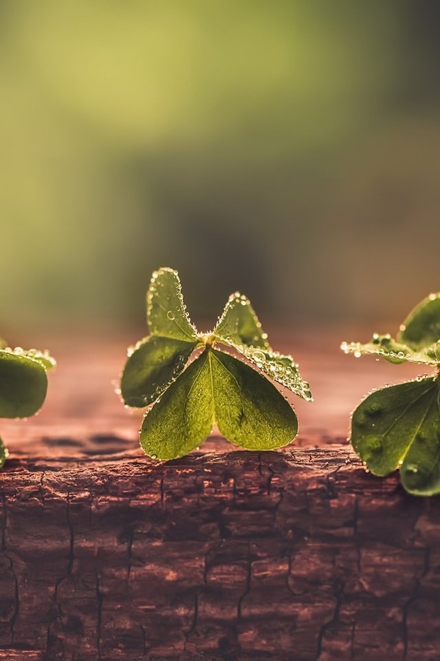 Обои клевер, макро, фон, капли, листики, clover, macro, background, drops, leaves разрешение 1920x1282 Загрузить