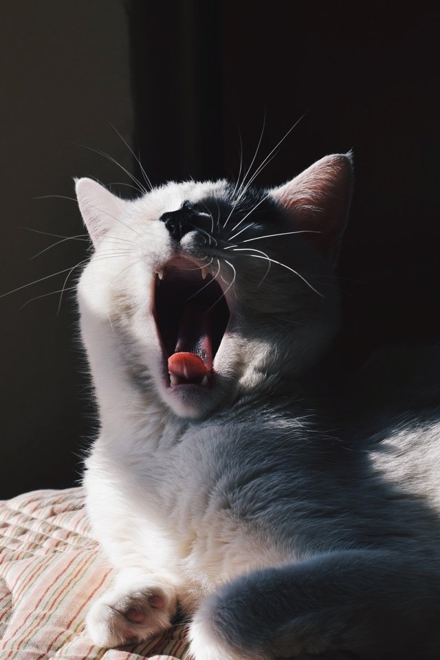 Обои кот, мордочка, усы, кошка, белый, зевает, cat, muzzle, mustache, white, yawns разрешение 2592x1728 Загрузить