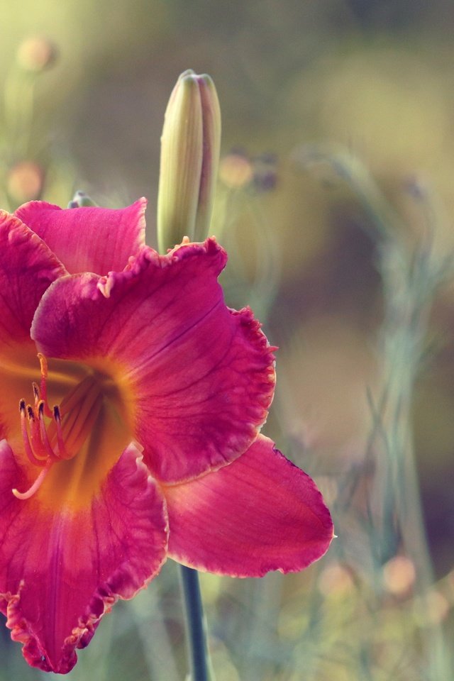 Обои макро, цветок, лепестки, размытость, лилейник, macro, flower, petals, blur, daylilies разрешение 5125x3131 Загрузить