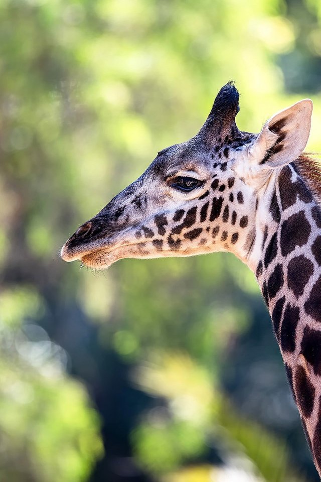 Обои окрас, жираф, шея, color, giraffe, neck разрешение 2048x1288 Загрузить