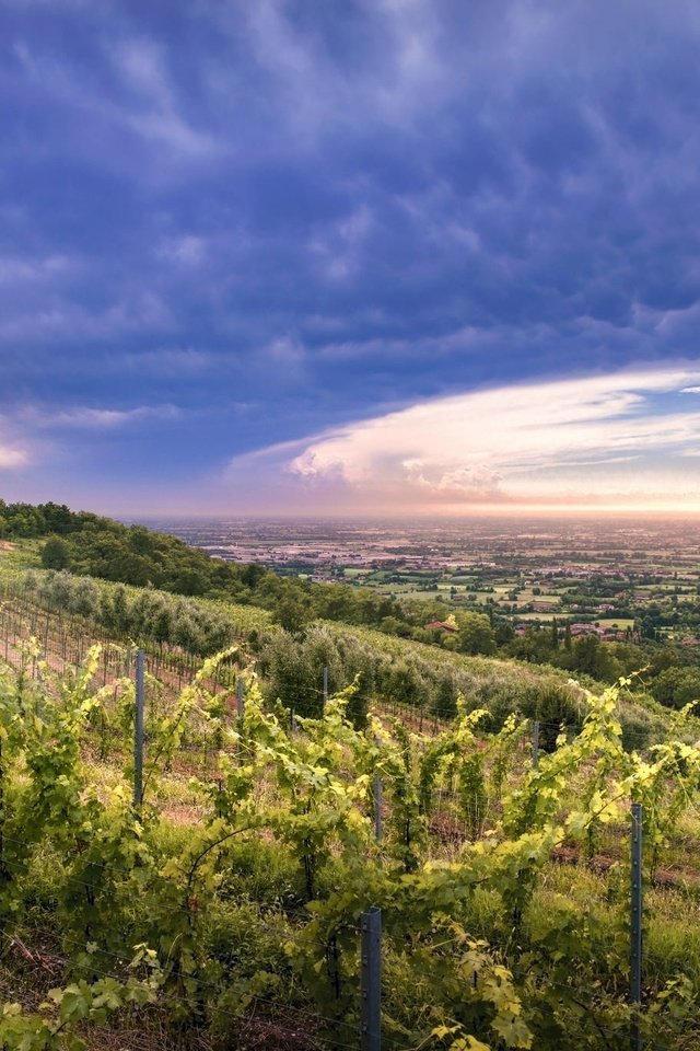 Обои небо, облака, холмы, природа, закат, долина, виноградник, the sky, clouds, hills, nature, sunset, valley, vineyard разрешение 2048x1367 Загрузить