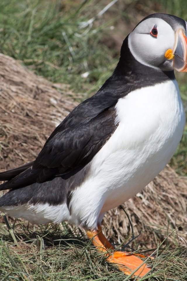 Обои трава, птица, клюв, перья, тупик, атлантический тупик, puffin, grass, bird, beak, feathers, stalled, atlantic puffin разрешение 3840x2160 Загрузить