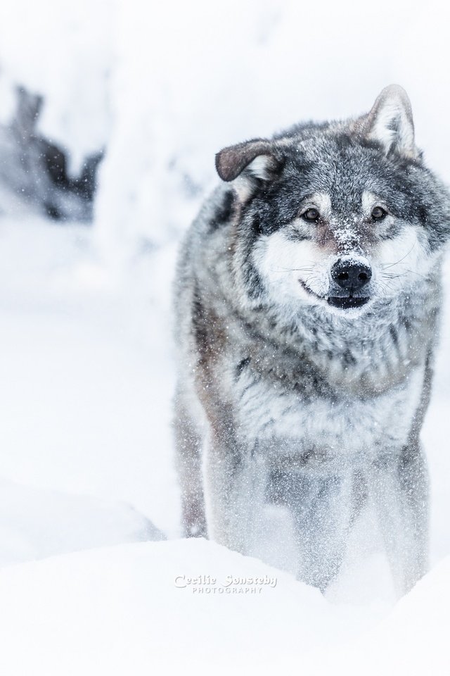 Обои морда, снег, зима, взгляд, хищник, волк, face, snow, winter, look, predator, wolf разрешение 2048x1365 Загрузить