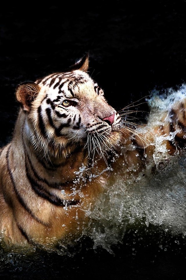 Обои тигр, вода, брызги, хищник, черный фон, животное, лапа, tiger, water, squirt, predator, black background, animal, paw разрешение 2048x1366 Загрузить