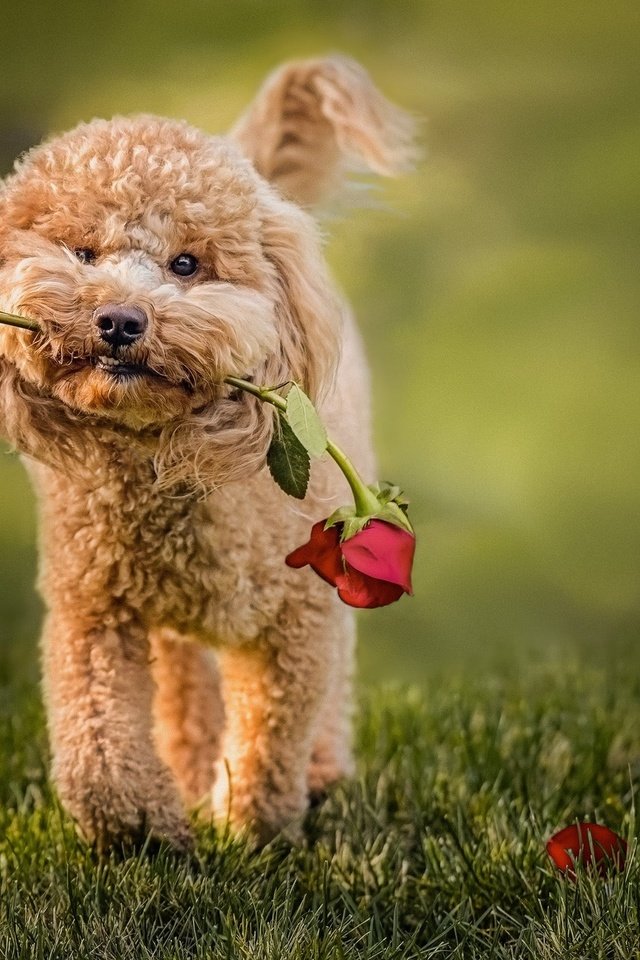 Обои трава, цветок, роза, собака, животное, пес, пудель, grass, flower, rose, dog, animal, poodle разрешение 2048x1583 Загрузить