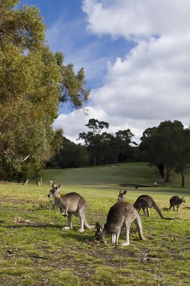 Обои небо, трава, облака, деревья, кенгуру, the sky, grass, clouds, trees, kangaroo разрешение 2560x1440 Загрузить