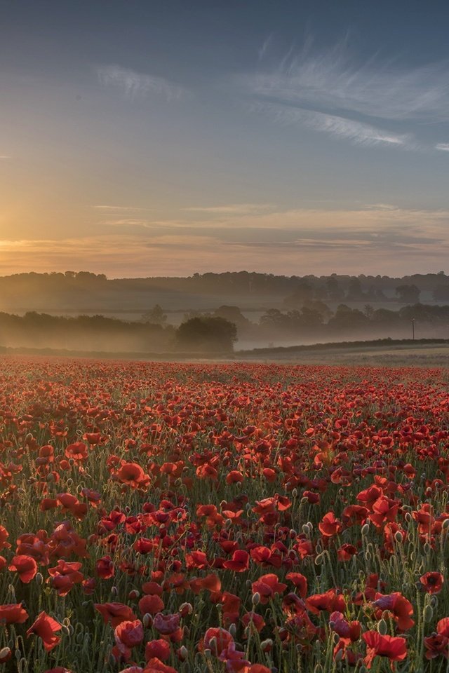 Обои цветы, закат, туман, поле, лето, красные, маки, flowers, sunset, fog, field, summer, red, maki разрешение 2000x1141 Загрузить