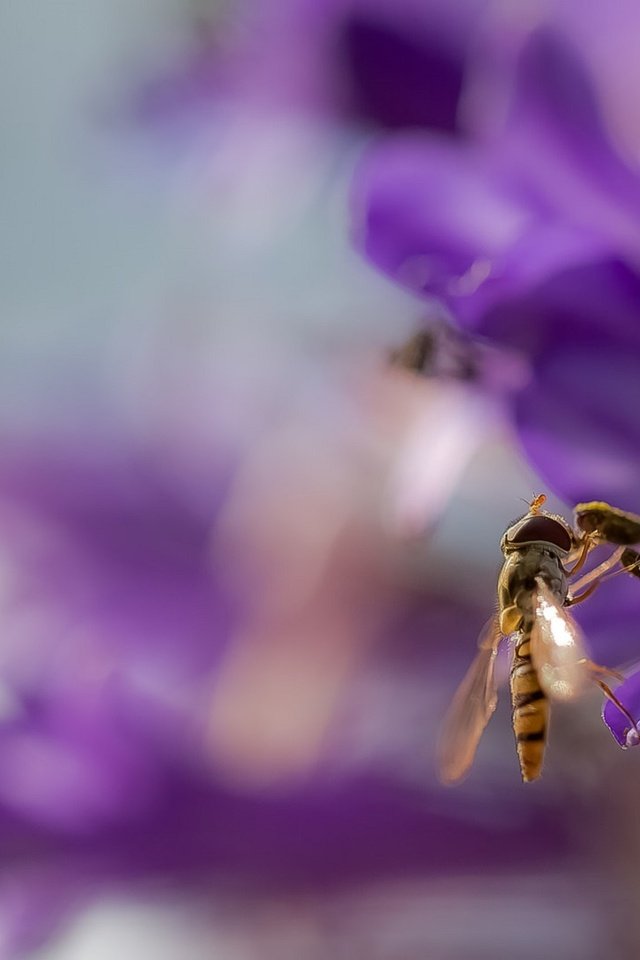 Обои фон, цветок, крылья, размытость, оса, жало, background, flower, wings, blur, osa, sting разрешение 2072x1080 Загрузить