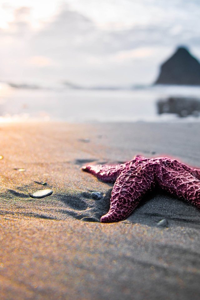 Обои скалы, берег, море, песок, пляж, блики, морская звезда, rocks, shore, sea, sand, beach, glare, starfish разрешение 2560x1600 Загрузить