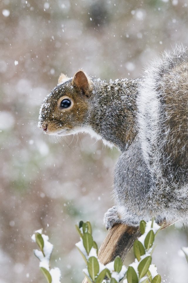 Обои снег, мордочка, взгляд, белка, хвост, белочка, snow, muzzle, look, protein, tail, squirrel разрешение 2048x1528 Загрузить