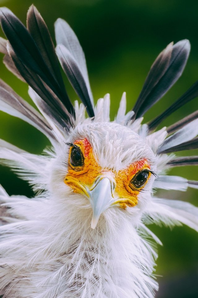 Обои взгляд, птица, клюв, перья, птица-секретарь, look, bird, beak, feathers, secretary bird разрешение 2048x1362 Загрузить