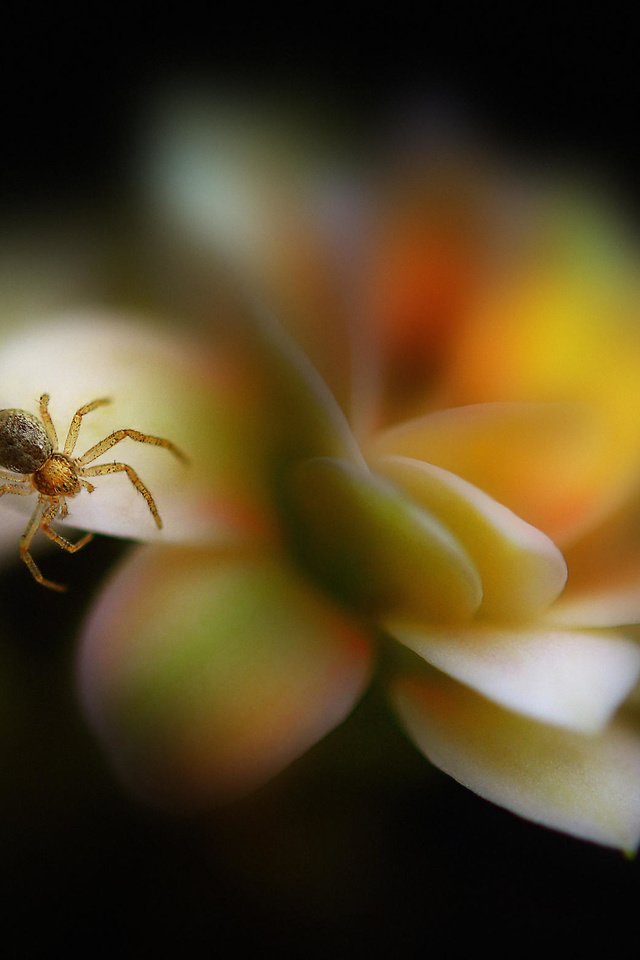 Обои макро, насекомое, цветок, лепестки, размытость, паук, паучок, antonio amati, macro, insect, flower, petals, blur, spider разрешение 2048x1556 Загрузить