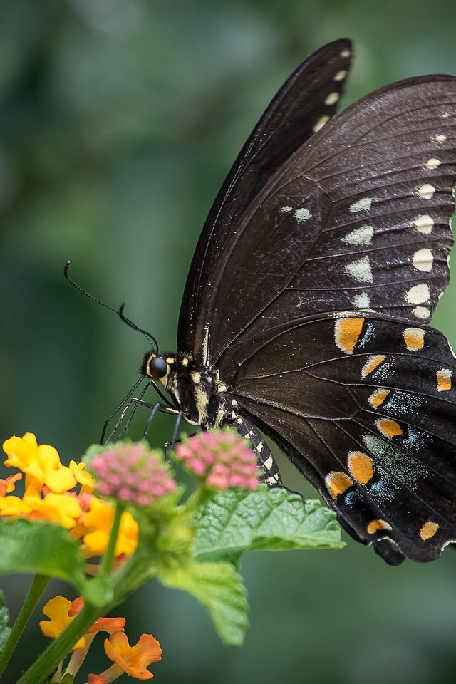 Обои макро, насекомое, цветок, бабочка, крылья, животное, macro, insect, flower, butterfly, wings, animal разрешение 2048x1365 Загрузить