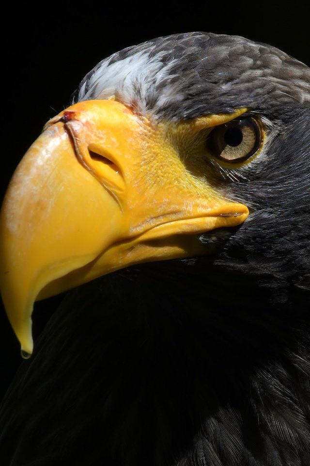Обои орел, птица, клюв, черный фон, перья, орлан, прел, eagle, bird, beak, black background, feathers, orlan, prel разрешение 5212x3281 Загрузить
