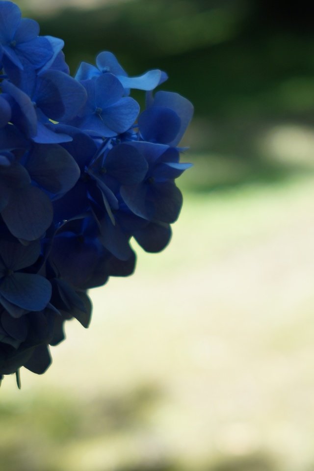 Обои синий, цветок, соцветия, боке, гортензия, blue, flower, inflorescence, bokeh, hydrangea разрешение 5456x3064 Загрузить
