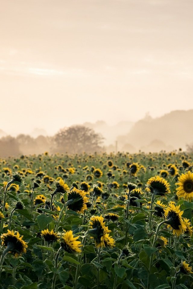 Обои утро, туман, подсолнухи, длинные волосы, желтые цветы, туман. цветы, morning, fog, sunflowers, long hair, yellow flowers, fog. flowers разрешение 1920x1080 Загрузить