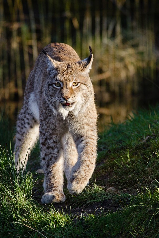 Обои морда, трава, рысь, лапы, хищник, большая кошка, мииии няша, face, grass, lynx, paws, predator, big cat, miiii nyasha разрешение 2560x1600 Загрузить