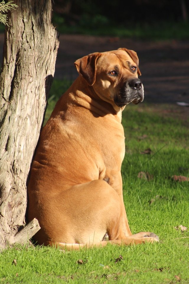 Обои морда, трава, дерево, взгляд, собака, бульмастиф, face, grass, tree, look, dog, bullmastiff разрешение 5184x3456 Загрузить