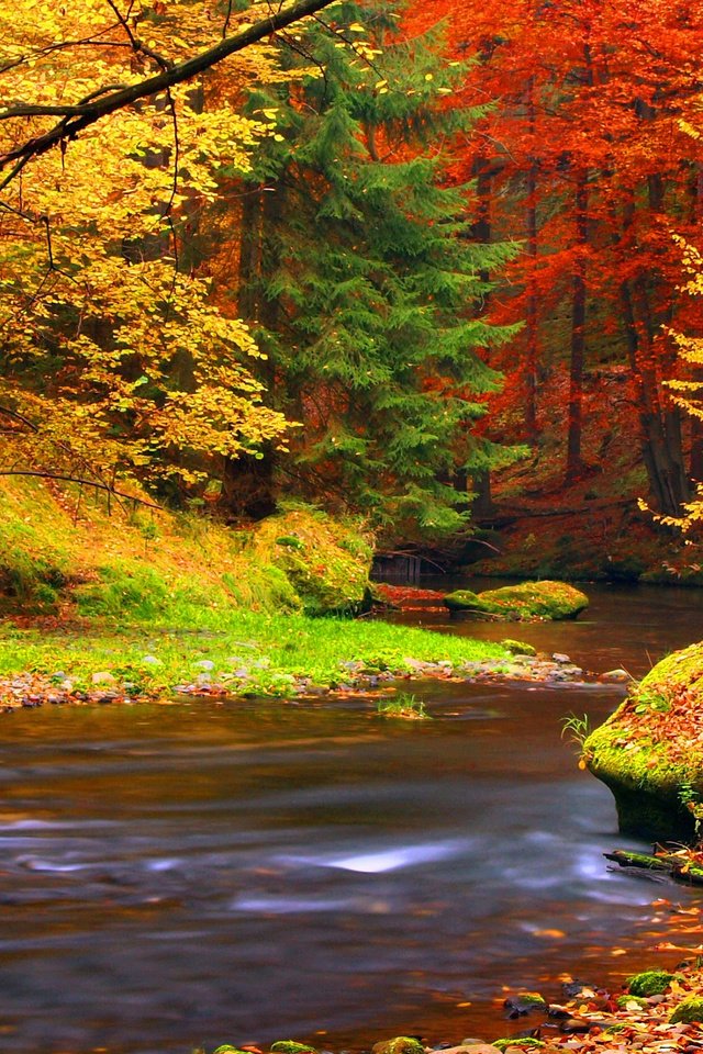 Обои деревья, река, природа, лес, листья, осень, trees, river, nature, forest, leaves, autumn разрешение 3840x2400 Загрузить