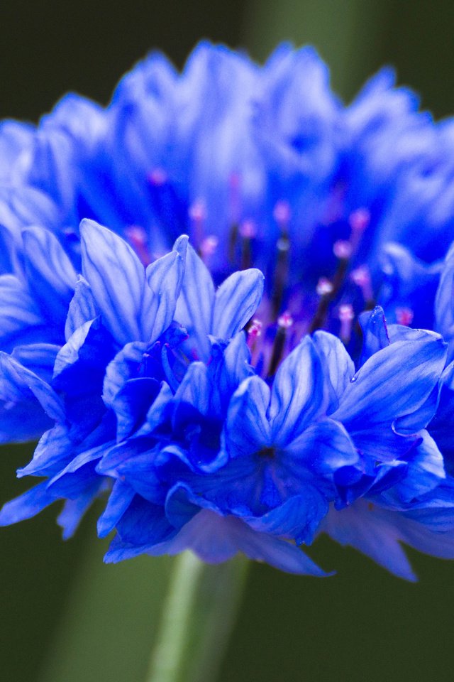 Обои синий, цветок, василек, крупным планом, blue, flower, cornflower, closeup разрешение 3840x2400 Загрузить