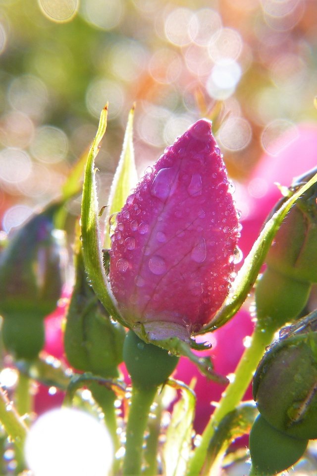 Обои цветы, бутоны, розы, боке, капли воды, flowers, buds, roses, bokeh, water drops разрешение 3264x2448 Загрузить