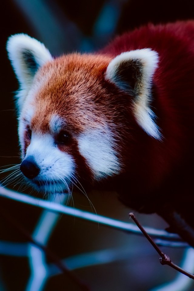 Обои морда, ветки, панда, животное, красная панда, малая панда, face, branches, panda, animal, red panda разрешение 2000x1333 Загрузить