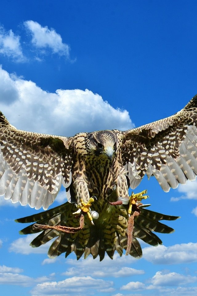 Обои небо, облака, полет, крылья, хищник, птица, сокол, the sky, clouds, flight, wings, predator, bird, falcon разрешение 2409x1606 Загрузить