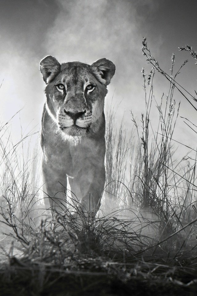 Обои морда, трава, взгляд, чёрно-белое, хищник, лев, львица, дикая кошка, face, grass, look, black and white, predator, leo, lioness, wild cat разрешение 4000x2662 Загрузить