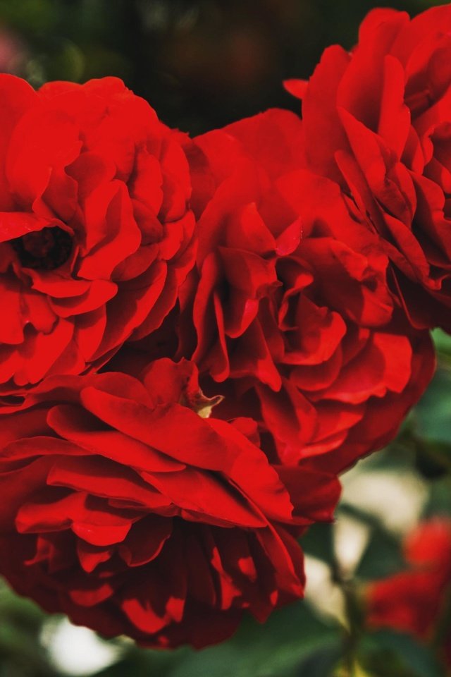Обои цветы, бутоны, розы, лепестки, красные, flowers, buds, roses, petals, red разрешение 3264x2176 Загрузить