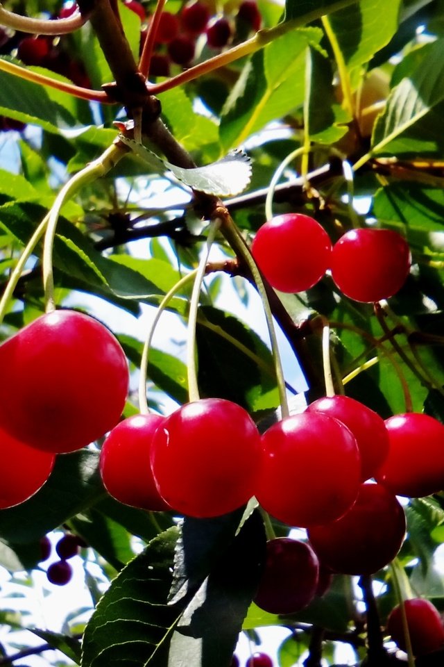 Обои листья, ветки, лето, ягода, вишня, красная вишня на веточке, leaves, branches, summer, berry, cherry, red cherry on a branch разрешение 2880x1728 Загрузить