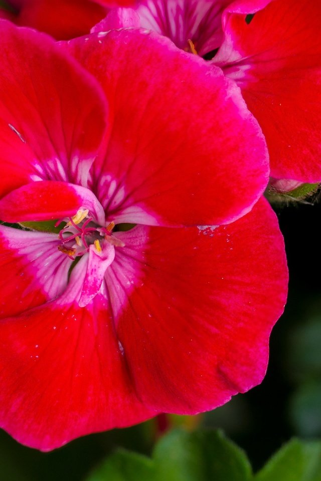 Обои цветы, листья, макро, лепестки, герань, flowers, leaves, macro, petals, geranium разрешение 2137x1424 Загрузить