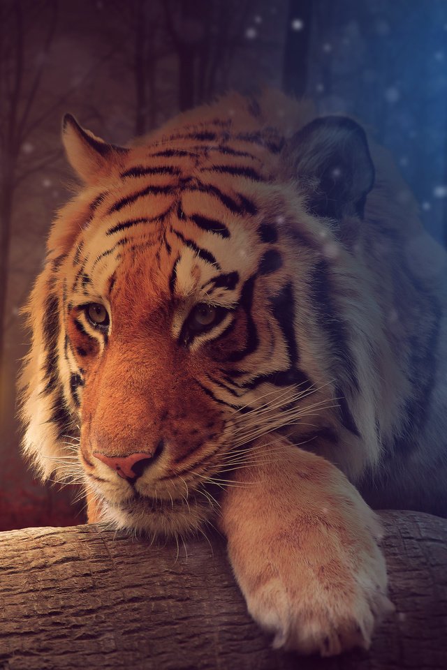 Обои тигр, морда, свет, девушка, взгляд, хищник, фонарь, большая кошка, tiger, face, light, girl, look, predator, lantern, big cat разрешение 3840x2560 Загрузить