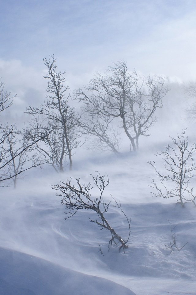Обои деревья, снег, зима, trees, snow, winter разрешение 1920x1200 Загрузить