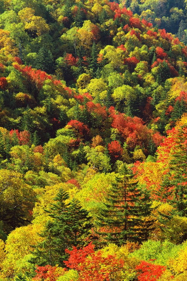 Обои деревья, цвета, осень, склоны, палитра, trees, color, autumn, the slopes, palette разрешение 1920x1080 Загрузить
