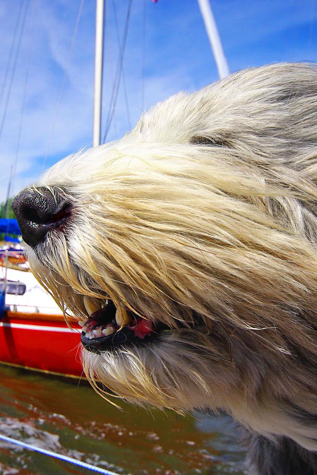 Обои морда, яхты, собака, ветер, бородатый колли, солёный пёс, face, yachts, dog, the wind, bearded collie, salty dog разрешение 2048x1367 Загрузить