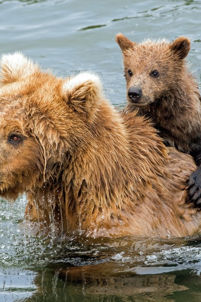 Обои вода, купание, медведи, медвежонок, гризли, медведица, water, bathing, bears, bear, grizzly разрешение 2047x1365 Загрузить