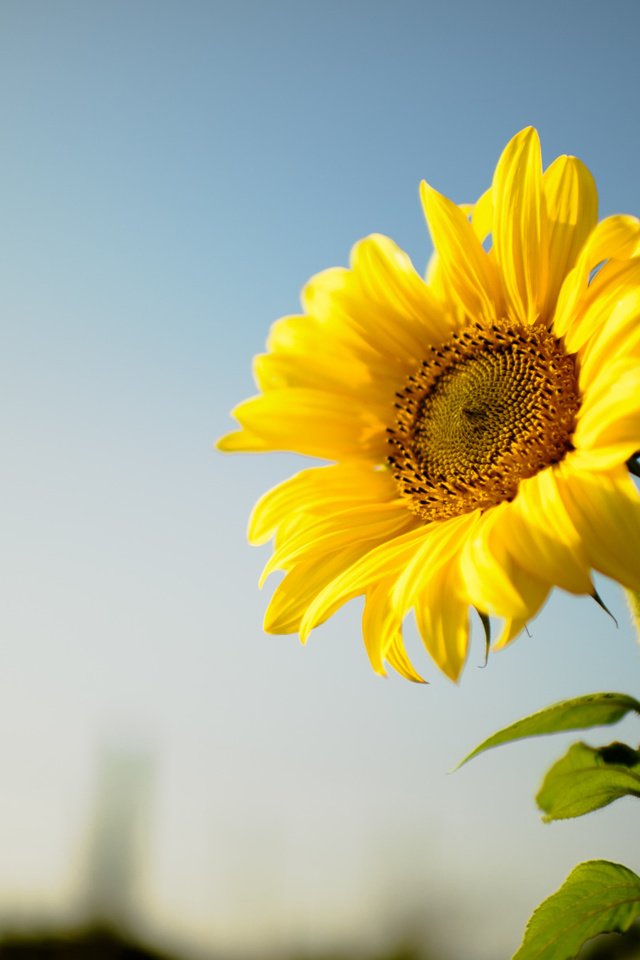 Обои цветок, подсолнух, желтые лепестки, flower, sunflower, yellow petals разрешение 2112x1188 Загрузить