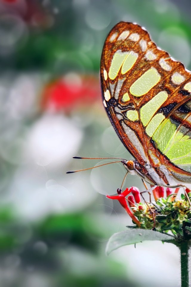 Обои фото, цветок, бабочка, крылья, красивая, ozturk mustafa, photo, flower, butterfly, wings, beautiful, mustafa ozturk разрешение 2048x1365 Загрузить