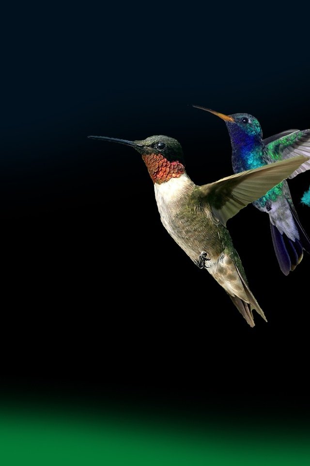 Обои крылья, птицы, колибри, wings, birds, hummingbird разрешение 1920x1080 Загрузить