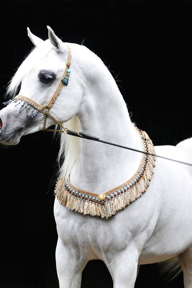Обои лошадь, черный фон, конь, белая, сбруя, арабская лошадь, чистокровная, horse, black background, white, harness разрешение 3621x2689 Загрузить