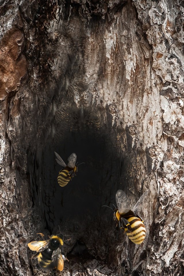Обои дерево, насекомое, пчела, шершень, дупло, улей, tree, insect, bee, hornet, the hollow, beehive разрешение 3750x3000 Загрузить
