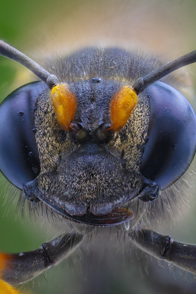 Обои глаза, макро, насекомое, eyes, macro, insect разрешение 2112x1188 Загрузить