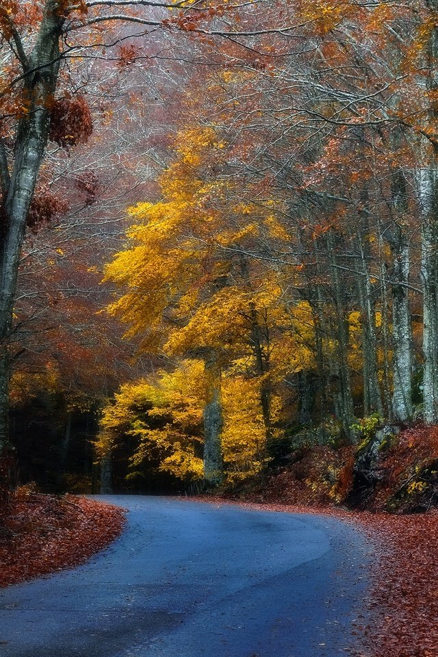 Обои дорога, деревья, лес, листья, осень, поворот, road, trees, forest, leaves, autumn, turn разрешение 2048x1365 Загрузить