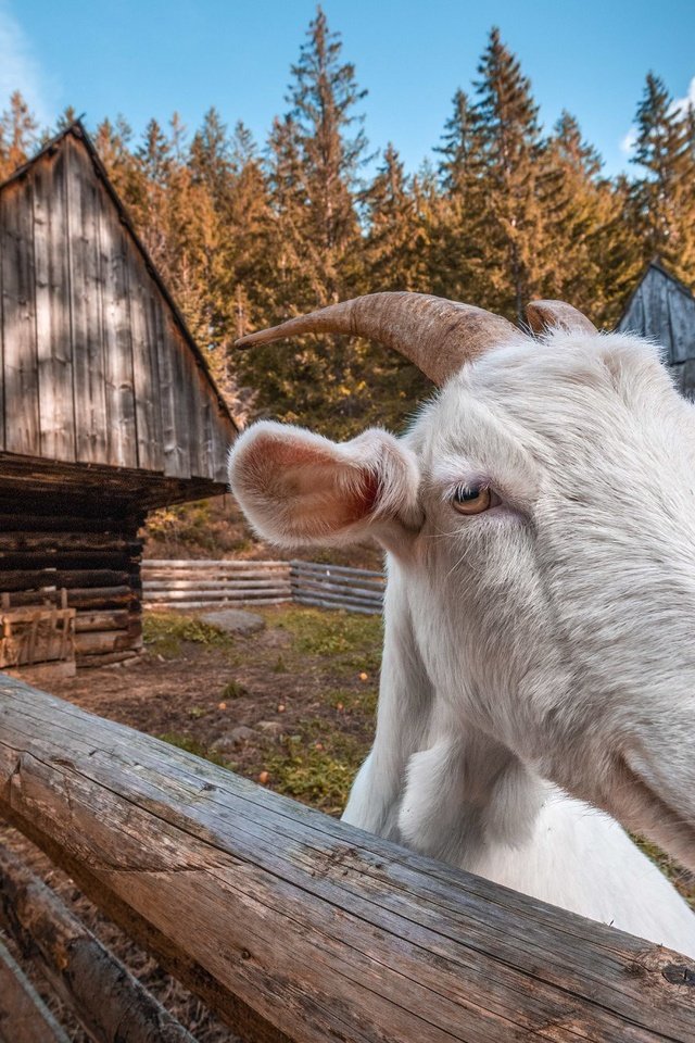 Обои фон, забор, козел, background, the fence, goat разрешение 1977x1325 Загрузить