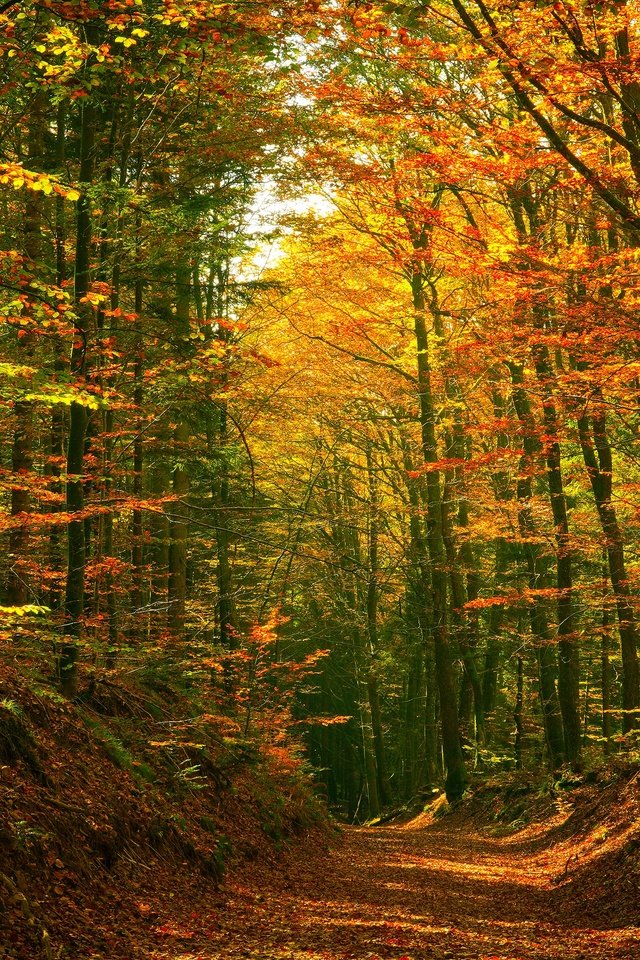Обои лес, осень, тропинка, forest, autumn, path разрешение 3840x2160 Загрузить