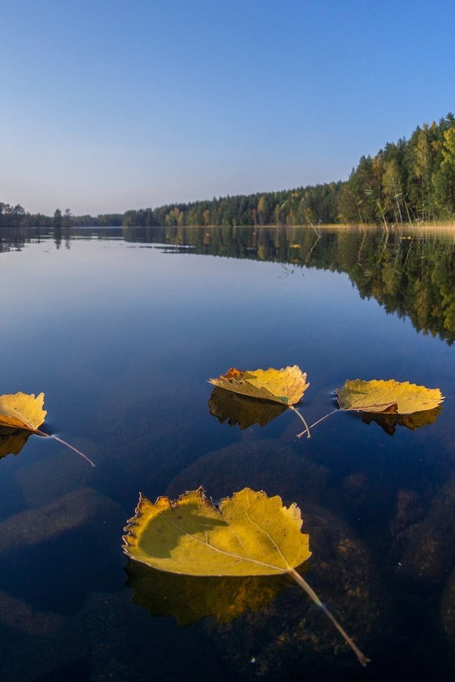 Обои озеро, лес, листья, отражение, осень, финляндия, lake, forest, leaves, reflection, autumn, finland разрешение 2560x1440 Загрузить