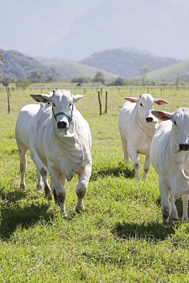 Обои поле, коровы, взгляд, быки, пастбище, корова, бег, стадо, бык, морды, field, cows, look, bulls, pasture, cow, running, the herd, bull, muzzle разрешение 3889x2593 Загрузить