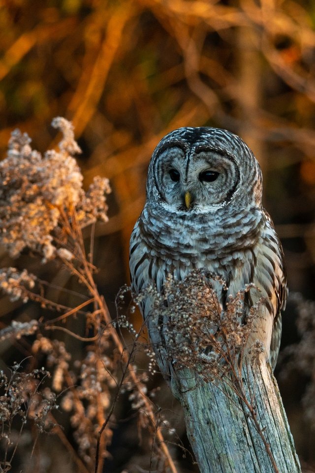 Обои сова, ветки, осень, птица, боке, неясыть, owl, branches, autumn, bird, bokeh разрешение 2048x1578 Загрузить